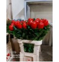 ΜΗΛΑ ΒΑΜΜΕΝΑ ΚΟΚΚΙΝΑ ΣΕ ΚΛΑΔΙ MALUS RED CHRISTMAS
